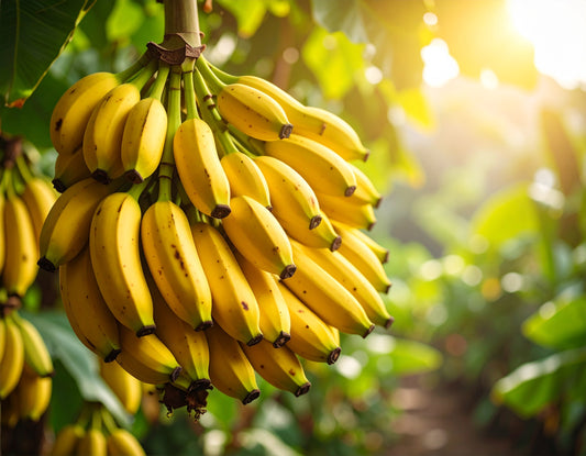 Organic Jungle Bananas